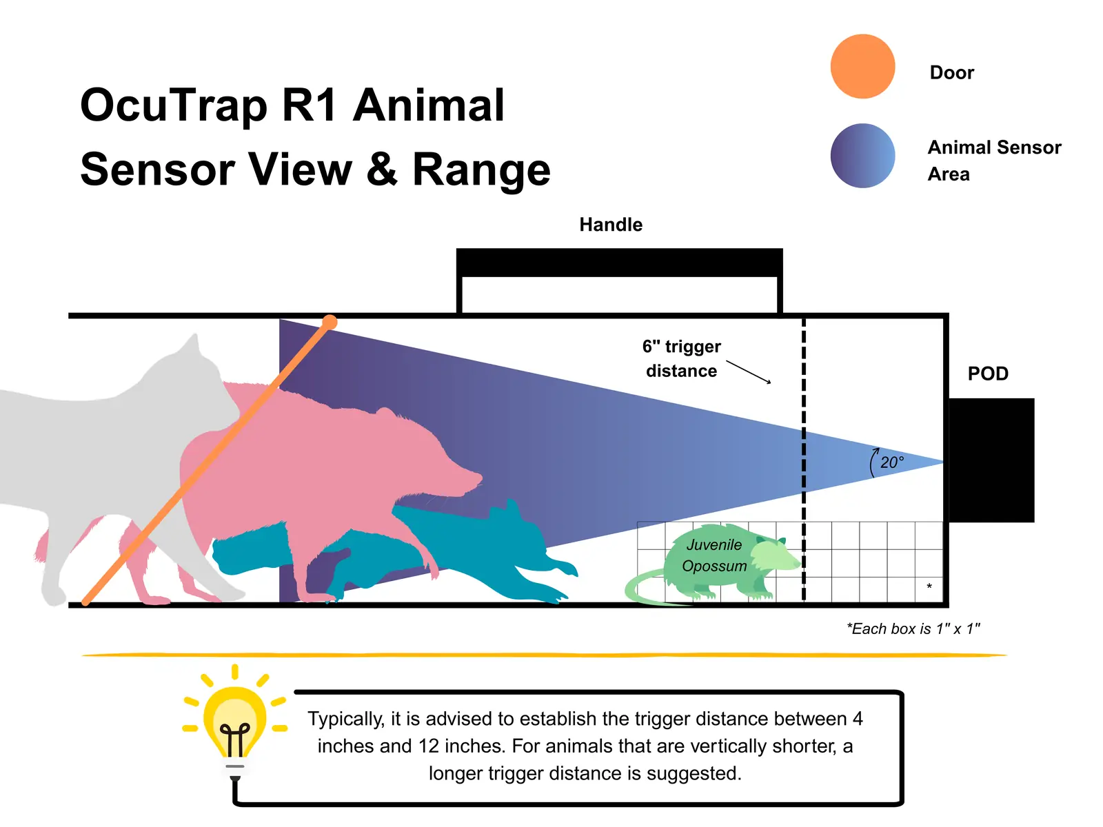 Diagram of the R1 animal sensor: the sensor on the POD looks across the trap floor toward the door, with a 6 inch trigger distance marked. Typically a trigger distance between 4 and 12 inches works, and longer distances suit animals that are vertically shorter